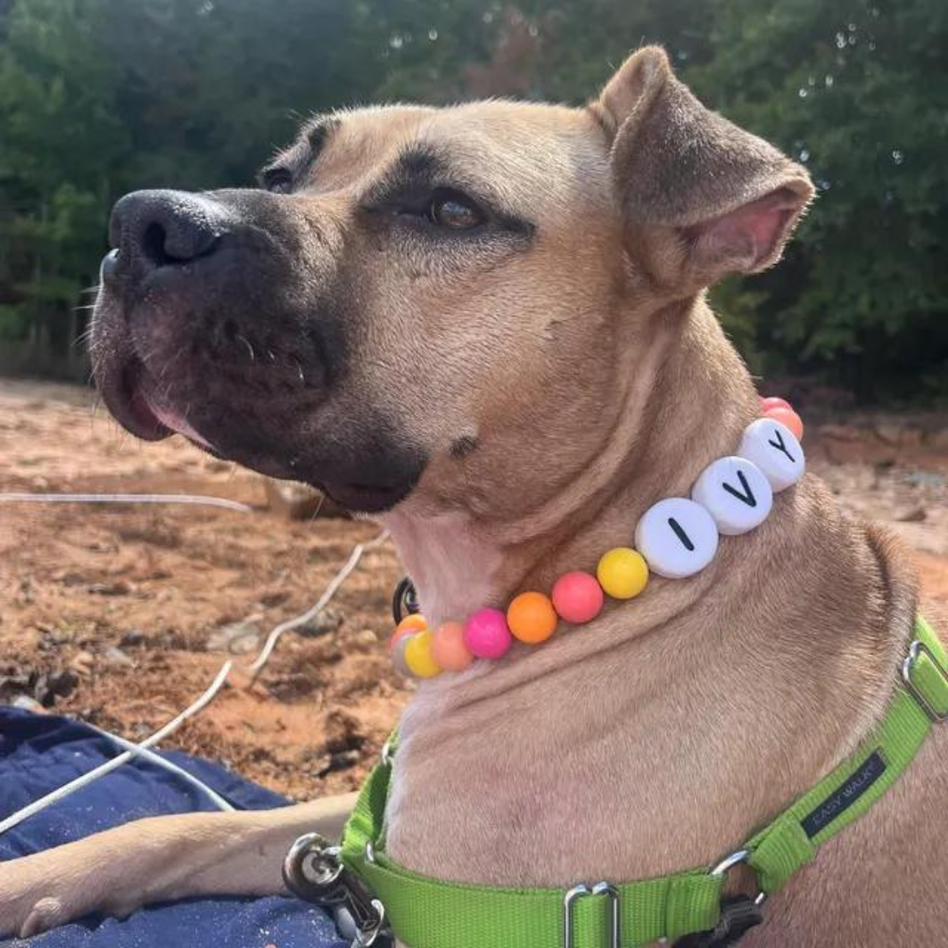 For Pet Parents Who Want More Than a Collar – A Matching Bond