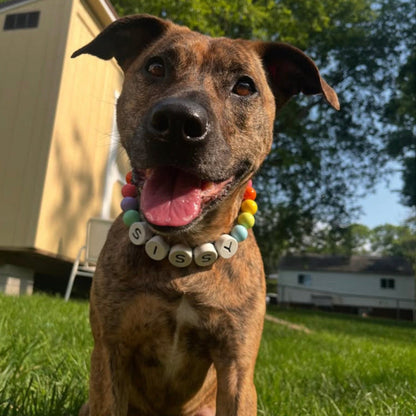 For Pet Parents Who Want More Than a Collar – A Matching Bond