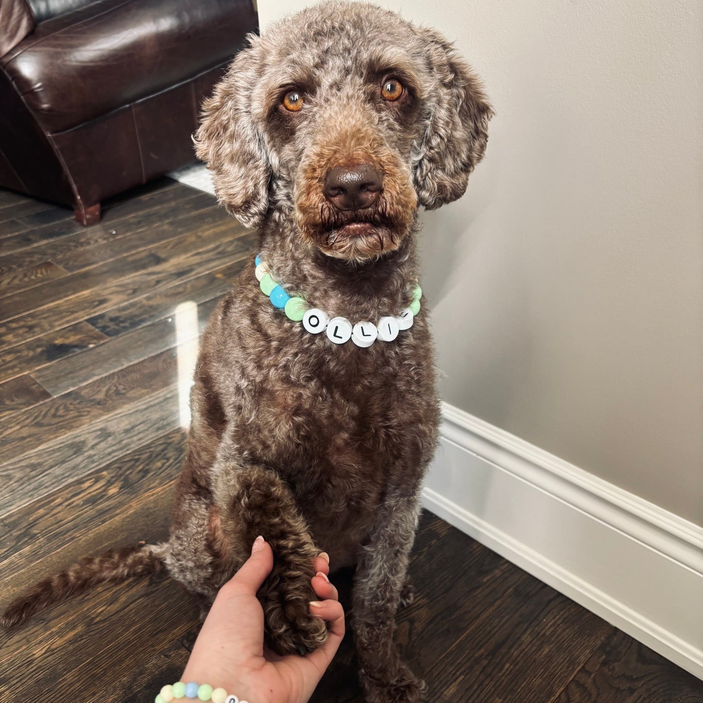 For Pet Parents Who Want More Than a Collar – A Matching Bond